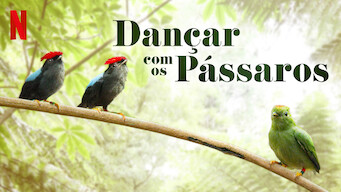 Dança dos Pássaros (2019)