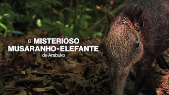 Rainforest Pixies: The Mysterious Rhynchocyon Shrew of Arabuko (2008)